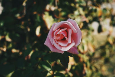 Close-up of pink rose