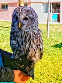 Close-up portrait of owl