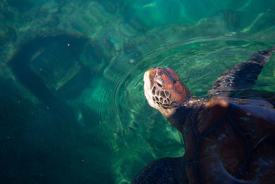 High angle view of turtle swimming in sea