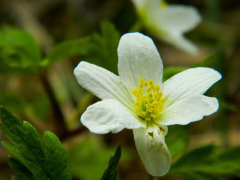 Close-up of white flowers