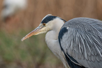 Close-up of a bird