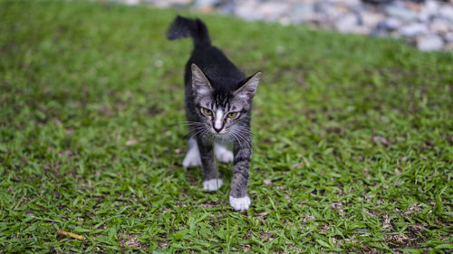 Close-up of cat on field