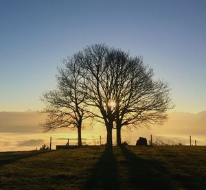 Bare trees at sunset