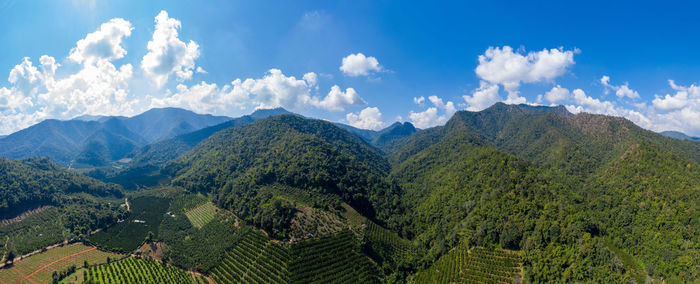 Landscape aerial view mountain range and agricultural tangerine farmland in valley at chiangmai