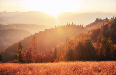 Birch forest in sunny afternoon while autumn season. autumn landscape. ukraine. europe