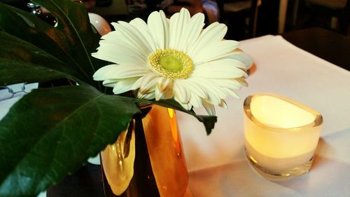 Close-up of fresh white daisy in vase on table