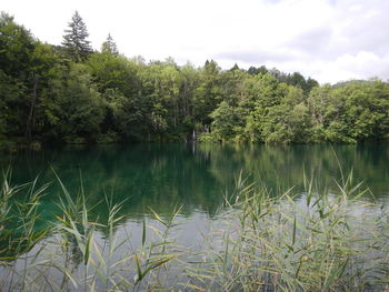 Scenic view of lake in forest against sky