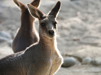 Close-up portrait of a kangaroo 