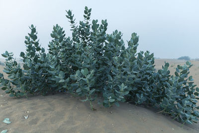 Cactus plant growing on field against sky