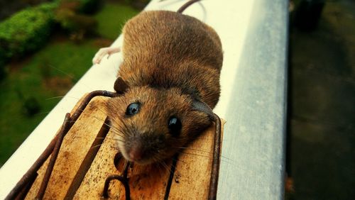 Close-up of rabbit on wood