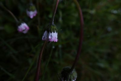 Close-up of purple flowers