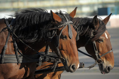 Horses in a horse