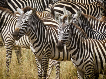 Close-up of zebra standing on field