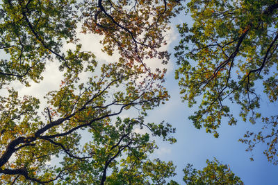 Low angle view of trees against sky