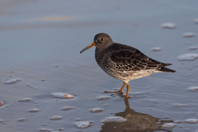 Bird on the beach