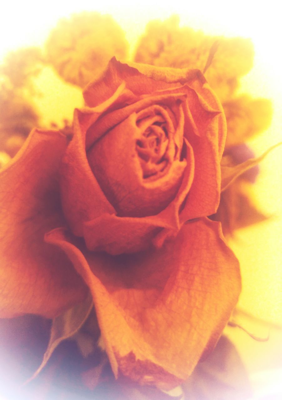 CLOSE-UP OF ROSE AGAINST WHITE ROSES