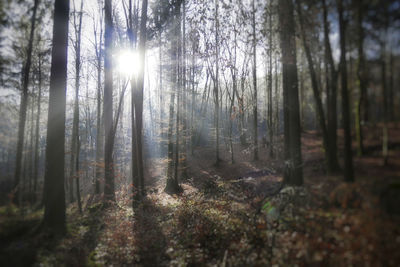 Sunlight streaming through trees in forest