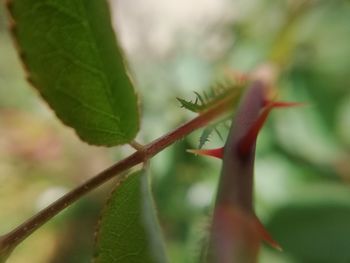 Close-up of lizard on plant