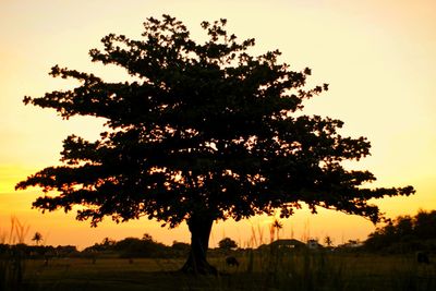 Silhouette tree against clear sky during sunset