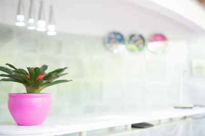 Potted plants on the wall