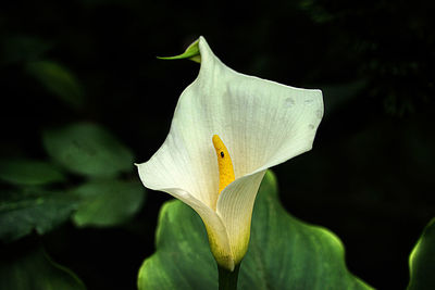 Close-up of white rose flower