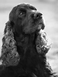 Close-up of a dog looking away