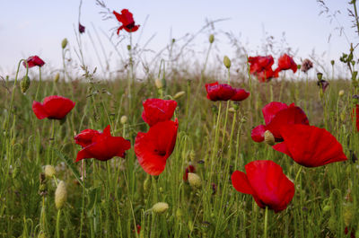 Close-up of red tulips blooming in field