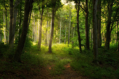 Trees in forest