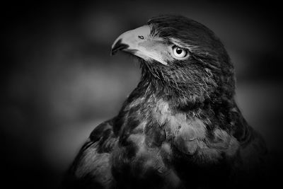 Close-up of a bird looking away