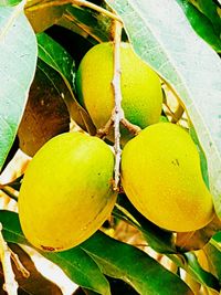 Close-up of fruits