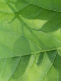 Full frame shot of fresh green leaves