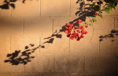 Pink flowering plant against wall