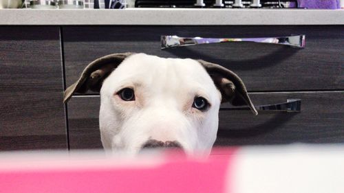 Close-up portrait of dog at home