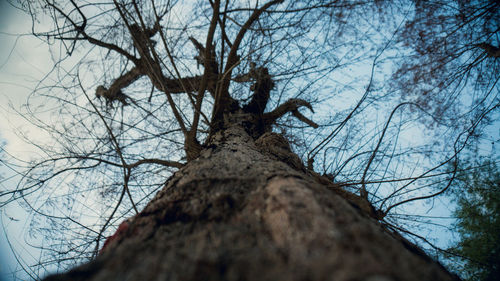 Low angle view of bare tree against sky