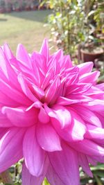 Close-up of pink flower blooming outdoors