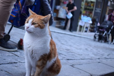 Low section of cat sitting on footpath