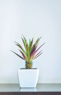 The agave tree is in a beautiful white pot on a wooden floor.