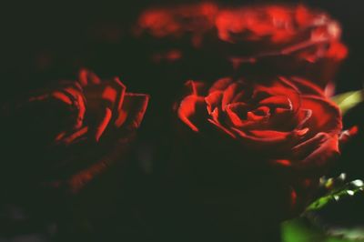 Close-up of flowers against blurred background