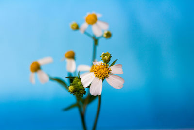 Close-up of white flowering plant against blue sky