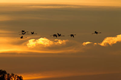 Silhouette birds flying against dramatic sky
