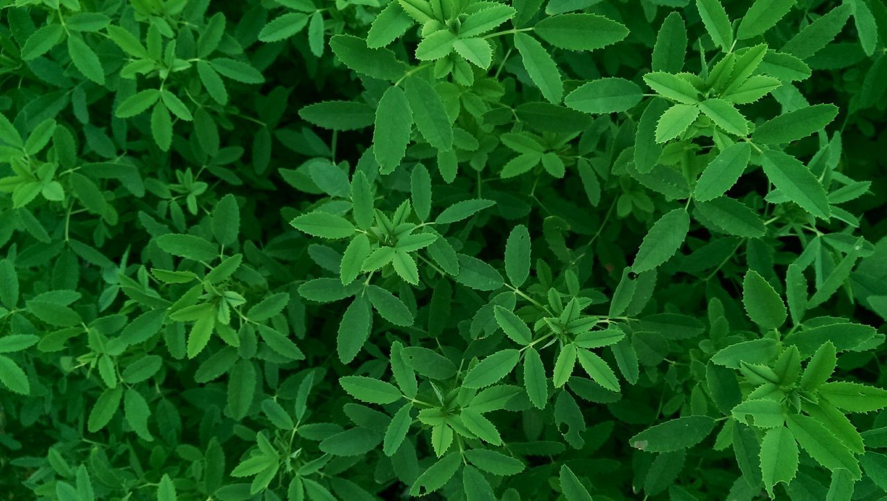 green color, leaf, growth, full frame, backgrounds, plant, nature, high angle view, beauty in nature, lush foliage, green, close-up, freshness, no people, growing, outdoors, tranquility, day, leaves, natural pattern