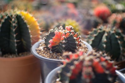 Close-up of succulent plant