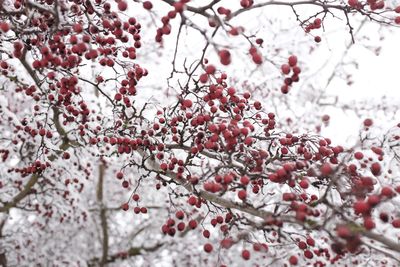 Close-up of cherry blossom