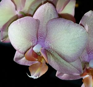 Close-up of flowers