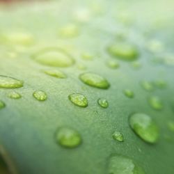 Close-up of water drops on leaves