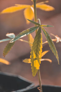 Close-up of yellow maple leaves