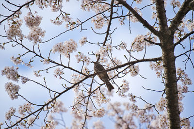 Low angle view of cherry blossoms against sky