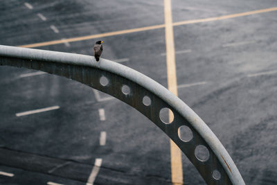 High angle view of a horse