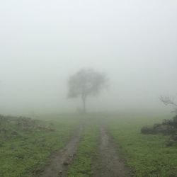 Trees on field against sky during foggy weather