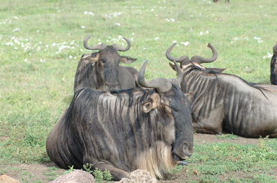 Horses in a grass